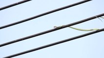 Un serpent grimpe sur des fils électriques pour chasser les oiseaux...