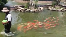 Adorable : des poissons suivent cet homme à la trace dans leur bassin