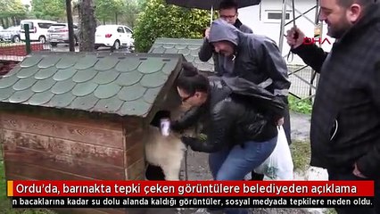 Ordu'da, barınakta tepki çeken görüntülere belediyeden açıklama