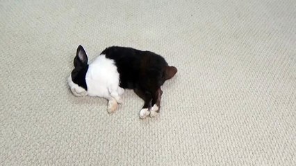 Distributeur de crottes de lapin