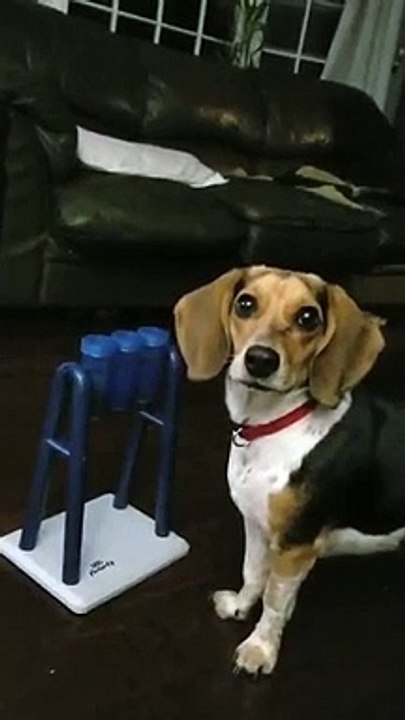 My Beautiful Beagle