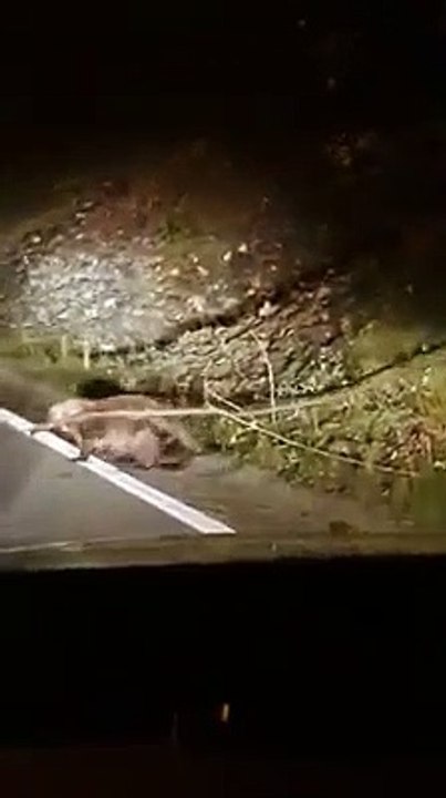 Quand un animal improbable traverse la route en pleine nuit...