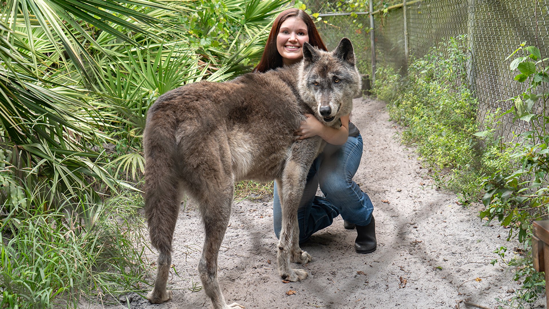 Giant Wolf Dog Yuki Fights Cancer | BIG DOGZ - video Dailymotion