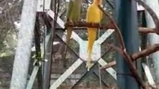 funny parrot videos and cute parrot videos compilation.