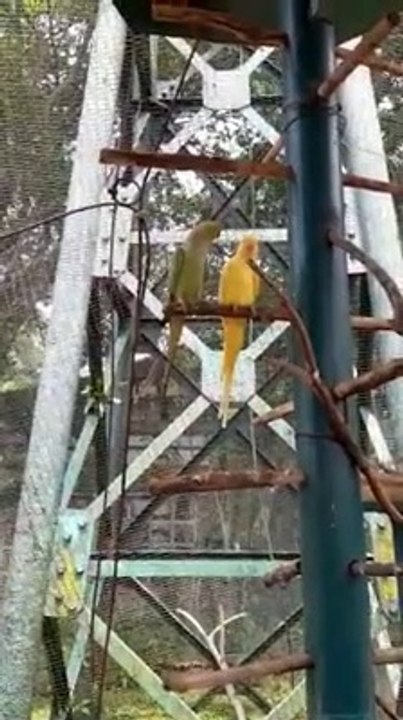 funny parrot videos and cute parrot videos compilation.