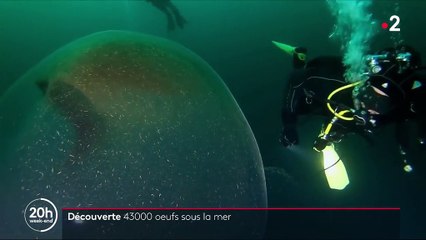 Norvège : un œuf de calamar géant découvert dans les eaux d'un fjord