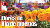 Flores de Día de muertos