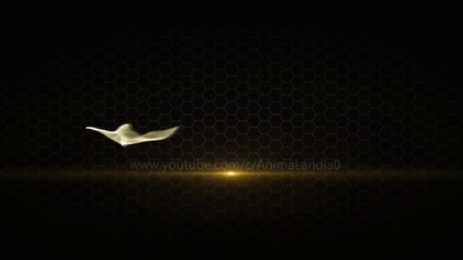 Devon Rex - Raza de Gato