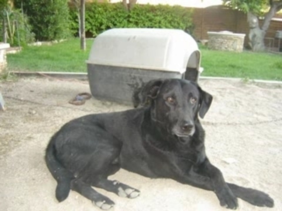 ♥Mes chien 2♥