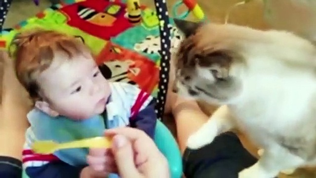 Best Funny Fails Baby and Cats - Funny Baby and Pet