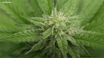 Wie hilfreich ist der medizinische Gebrauch von Cannabis?