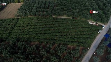 Bursa'da kivi üreticisinin yüzü gülüyor