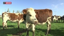 Agriculture : les vaches normandes menacées par les mauvaises ondes