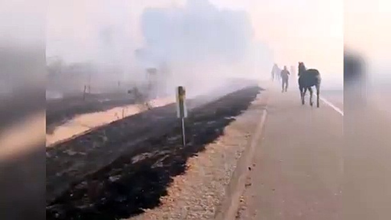 Caballo salva a otros caballos de un gran incendio
