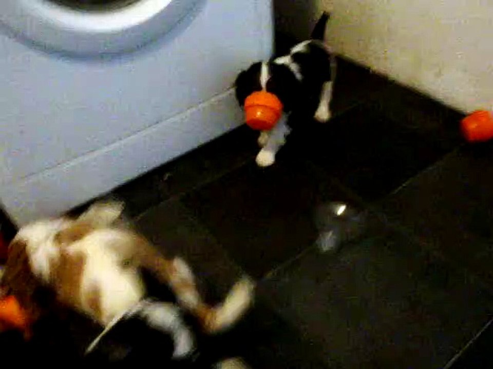 011 PFT PORTEE NE ME QUITTE PAS DE JAMIRANDE X JOLI COEUR DE JEREYLLE