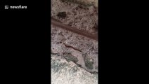 Bizarre hammerhead worm crawls across the ground in search of prey