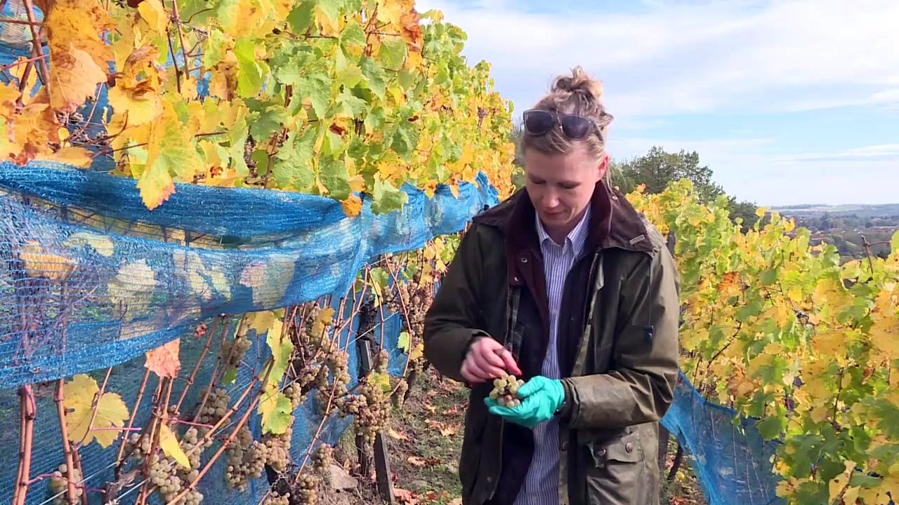 Sachsen-Wein als Exportschlager - 30 Jahre nach dem Mauerfall