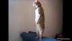 Crazy and Funny Cats - Creative Commons ( 360 X 640 )