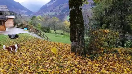 Les feuilles tombent en tourbillonnant