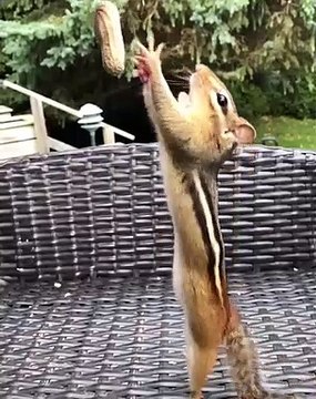 Sauts au ralenti d'un rongeur pour attraper les cacahuètes !