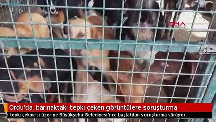 Ordu'da, barınaktaki tepki çeken görüntülere soruşturma