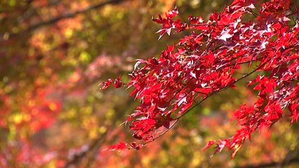 단풍과 억새 물결에 깊어져 가는 가을 / YTN