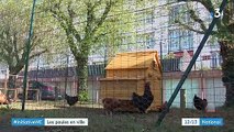 Initiatives : un poulailler participatif ramène l'écologie en ville