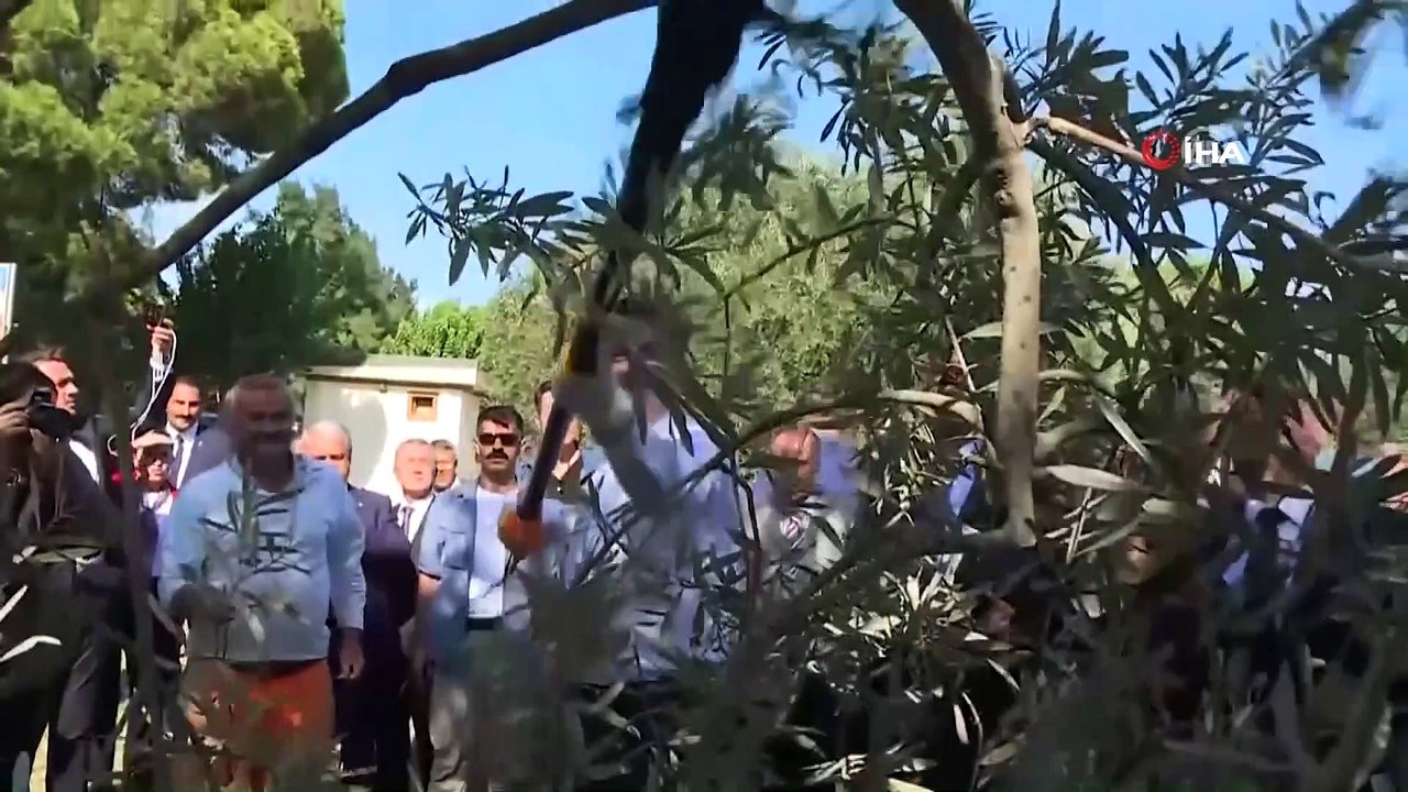 6’ıncı Milas Zeytin Hasat Şenliği gerçekleştirildi