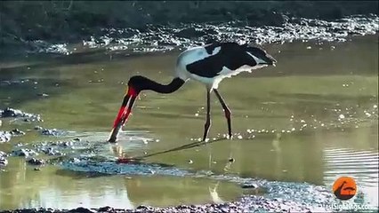 African Fish Eagle Steals a Saddle-Billed Stork's Well Earned Meal