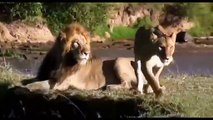 Animal fight back Lion vs Crocodile under the Swamp compilation   Best Unexpected Raids And Battles