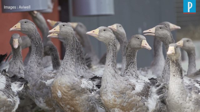 Foie gras naturel : « Nous n'avons plus recours au gavage » des animaux