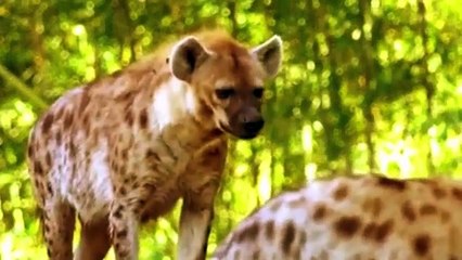 Animals Fighting For Foods Leopard vs Hyena, Wild dog   Amazing Animals Videos - Caught On Camera