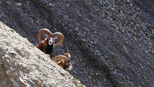 Mouflons vigilants...