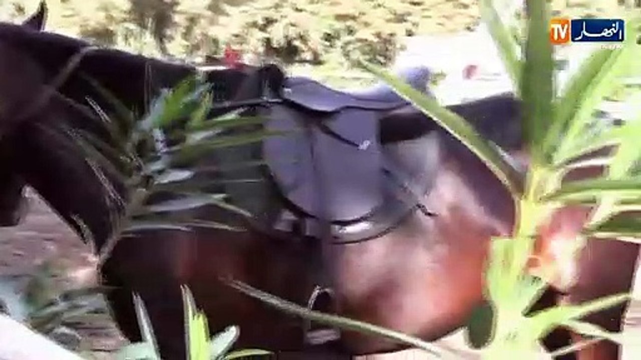 بعدما كانت حكرا على الاغنياء فقط.. الزواولة يقتحمون ميادين الفروسية