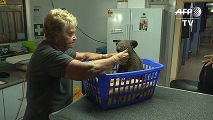 Rescatan a dos koalas de un incendio en Australia pero otros cientos siguen en peligro