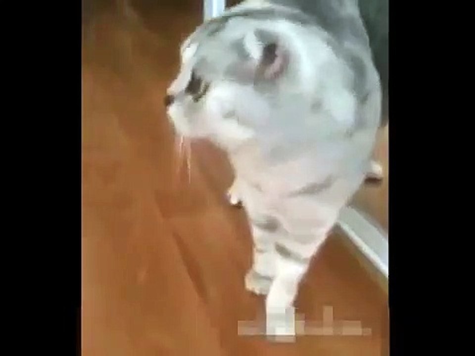 videoplayback (15)