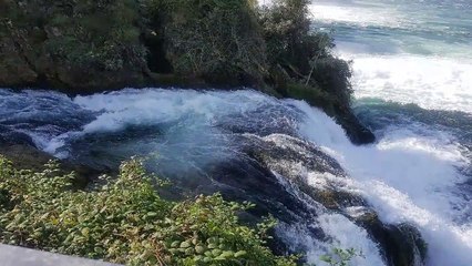 Chutes du Rhin Rheinfall