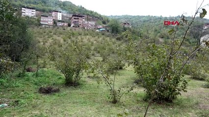 Trabzon fındıkta 'drakula' ile mücadeleye devlet desteği üreticiyi sevindirdi