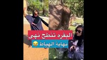 فيديو نهى نبيل تعيش لحظات رعب خلال رحلتها في القصيم بسبب بقرة