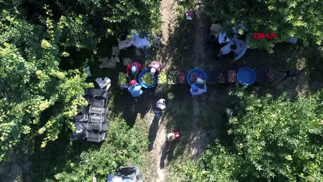 Isparta türkiye'nin elma deposu ısparta'da rekolte 700 bin ton
