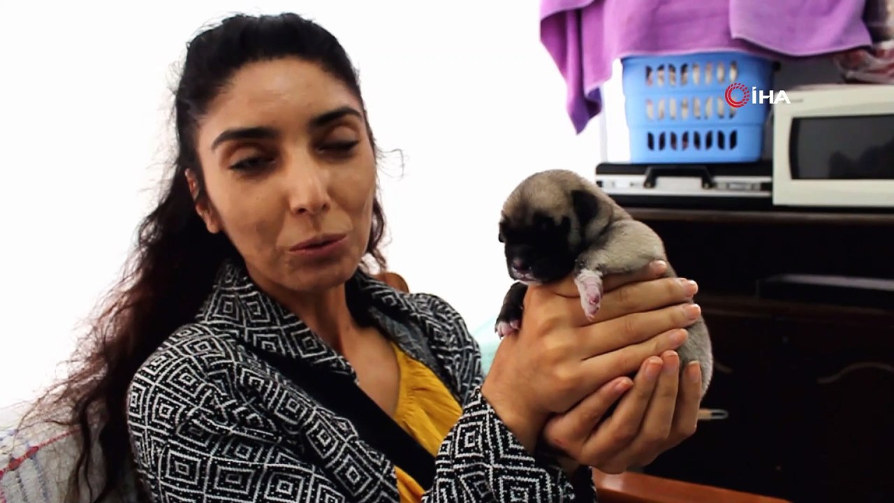 Sahilde Buldugu 3 Gunluk Yavru Kopegi Biberonla Besliyor Dailymotion Video