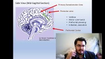 Neural Science and Motor Functions (S3-C4)