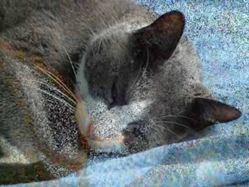 Felix