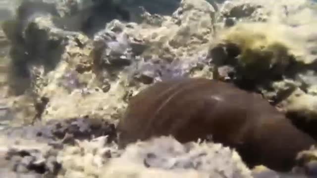 Brasil descubre que un barco de bandera griega originó el vertido de petróleo que afecta a sus costas