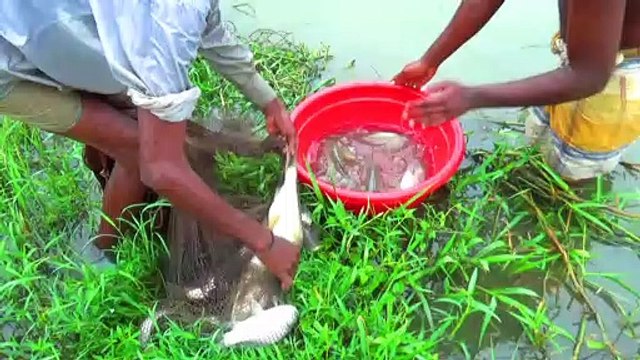 Rainy Day Fishing | Asian Village Traditional Net Fishing by Village People with Beautiful Nature