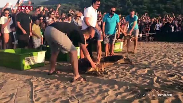 Tedavileri tamamlanan caretta carettalar denizle buluştu