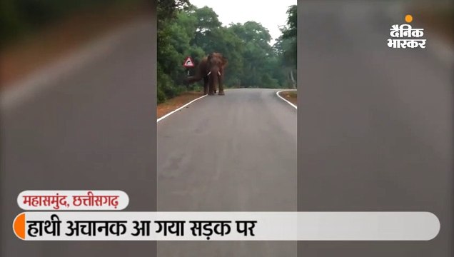 हाथी अचानक आ गया सड़क पर