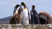 جزر فوكلاند تعول على طيور البطريق لتحفيز السياحة