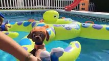 La Patrulla canina y la fiesta acuatica en la piscina