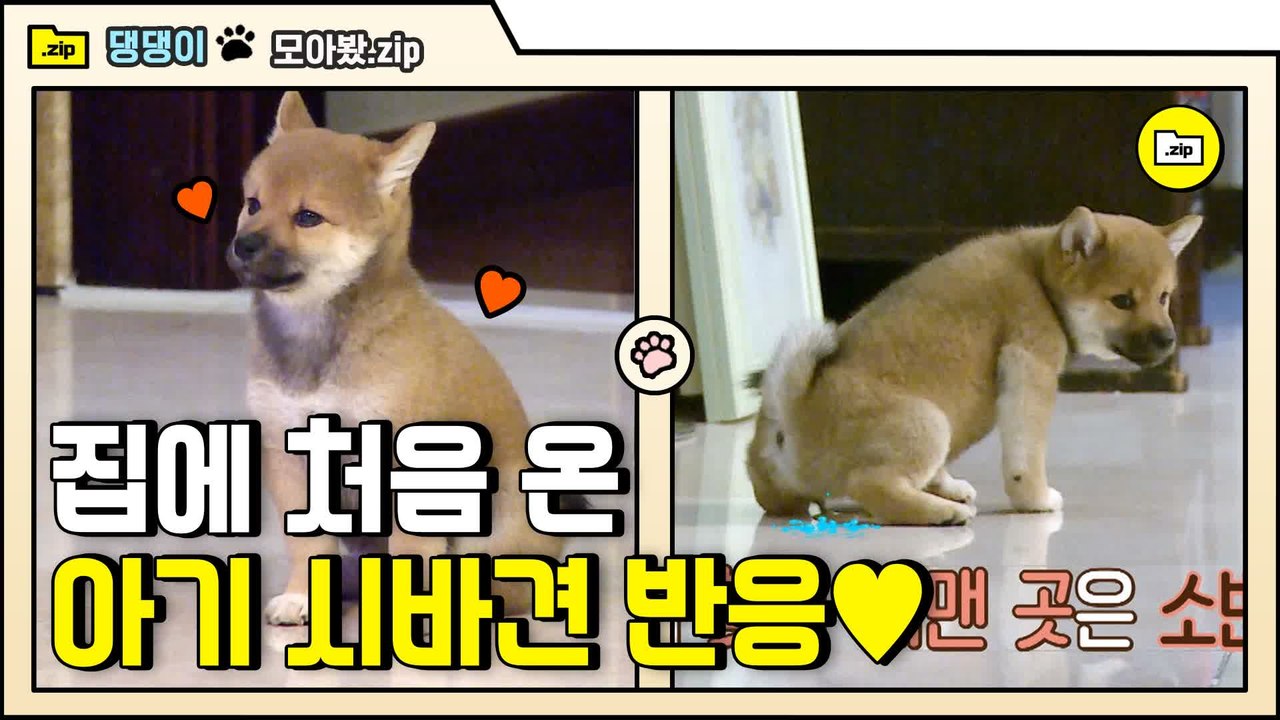 [#모아봤zip] ★ 뉴 페이스 등장했다 ★ 아기 댕댕이가 낯선 곳에 적응하는 과정! | #대화가필요한개냥 | #Diggle